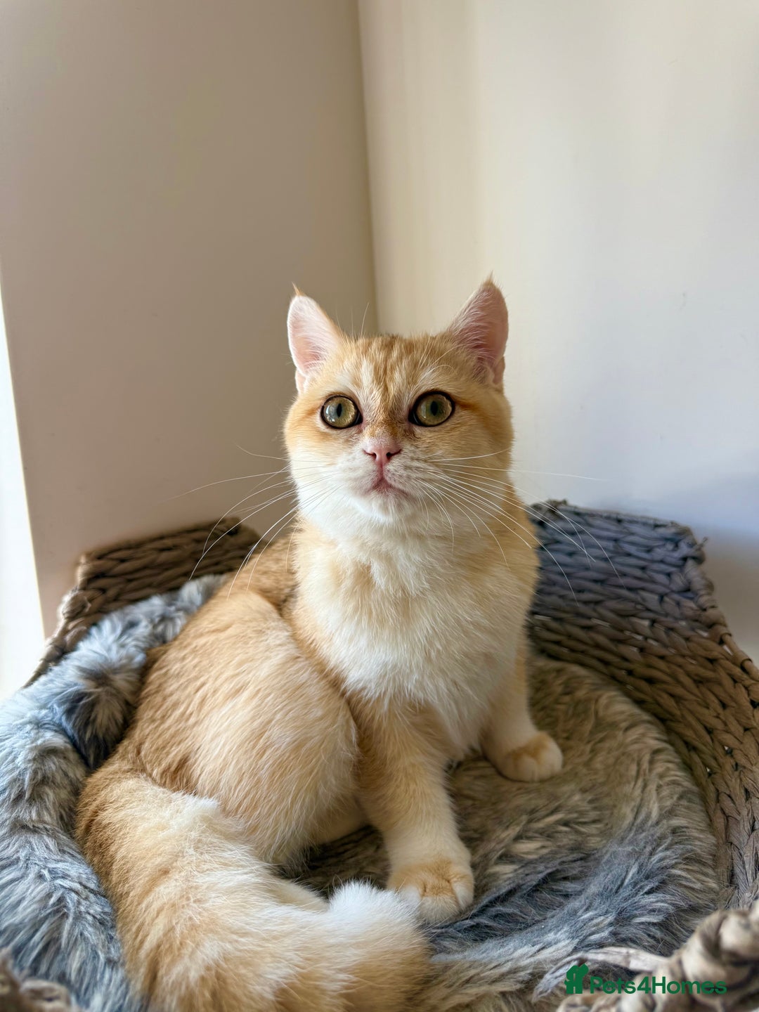 British Shorthair cats for sale: GCCF golden BSH - Image 3