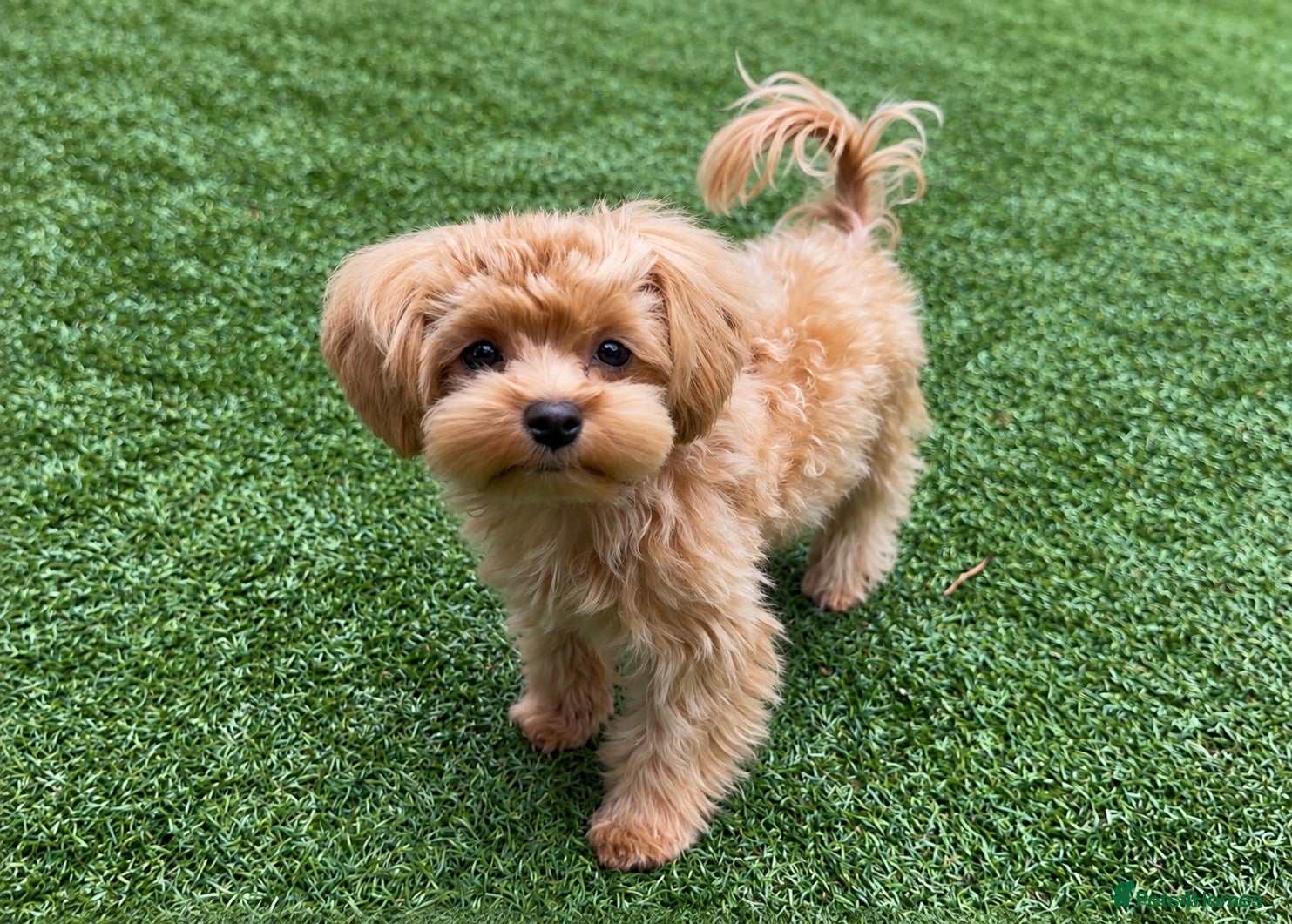 Maltipoo dogs Asian/Korean Maltipoo. DNA tested parents. - Advert 2