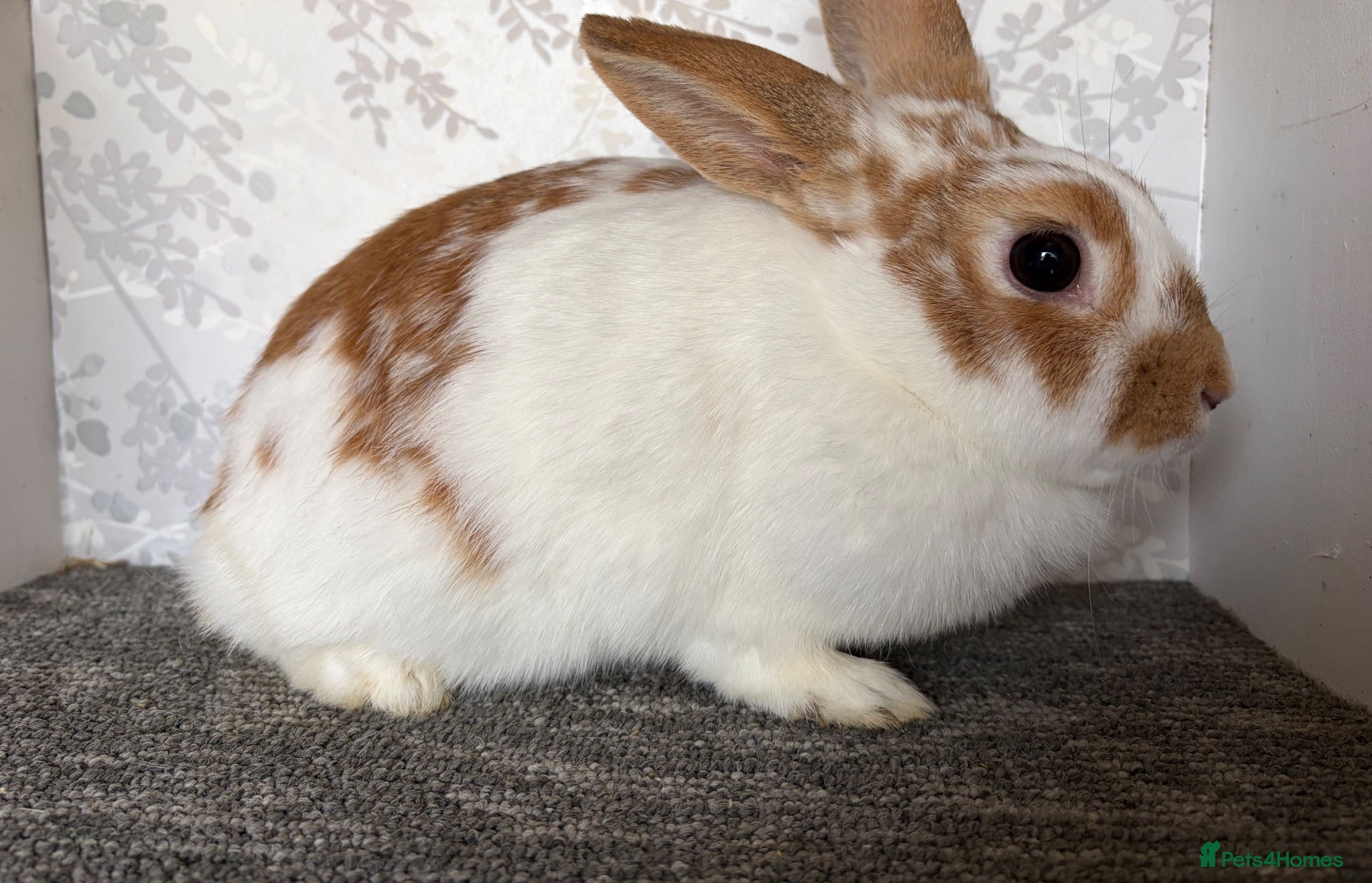 Mini Lop rabbits Mini lop doe  - Advert 13
