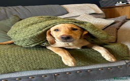 Labrador Retriever dogs for sale: Red fox Labrador & yellow lab  in Gainsborough - Image 9
