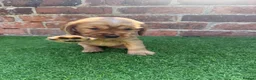 Cocker Spaniel dogs for sale: 🌟🌟🌟Beautiful English Gold Show Cocker Spaniel  - Advert 10