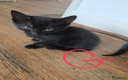 Mixed Breed cats for sale: 🐈‍⬛🐈4x kittens for sale 🐈‍⬛🐈 - Image 6