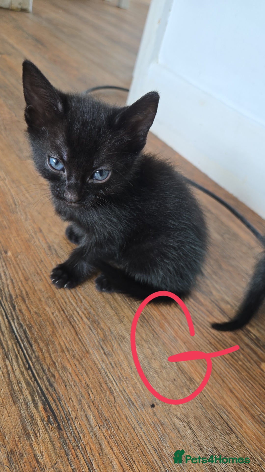 Mixed Breed cats for sale: 🐈‍⬛🐈4x kittens for sale 🐈‍⬛🐈 - Image 6