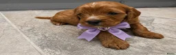 Cavapoo dogs for sale: Beautiful F1 Cavapoo's 🧬 Health Tested Parents - Advert 6