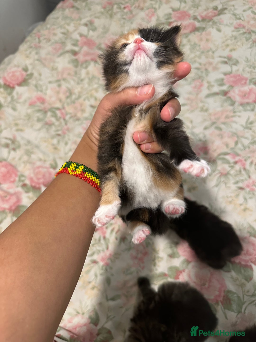 American Curl cats for sale: American curl kittens  - Image 2