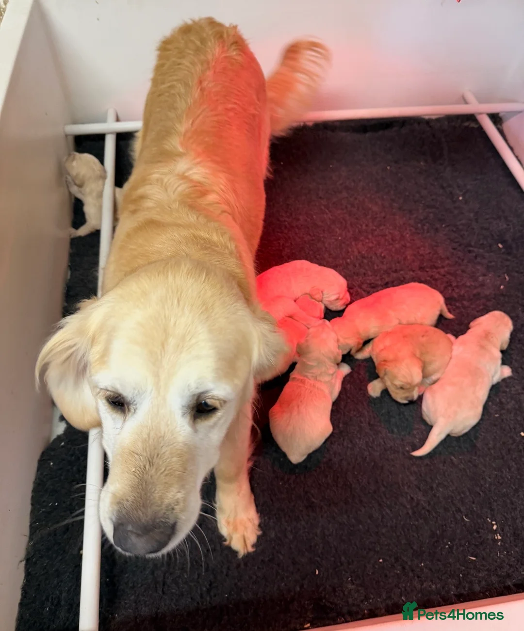 Golden Retriever dogs for sale: Kennel Club Health Tested Golden Retriever Puppies - Advert 23