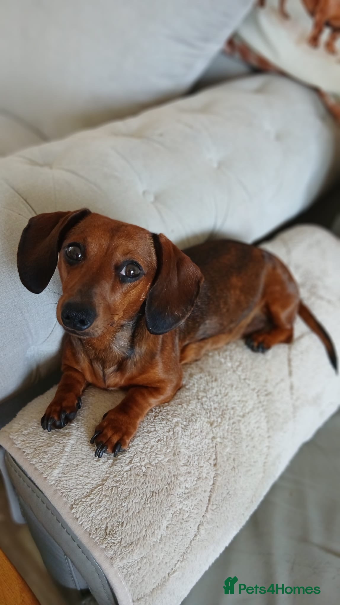 Miniature Dachshund dogs 2 Dachshund girls for sale  - Advert 1