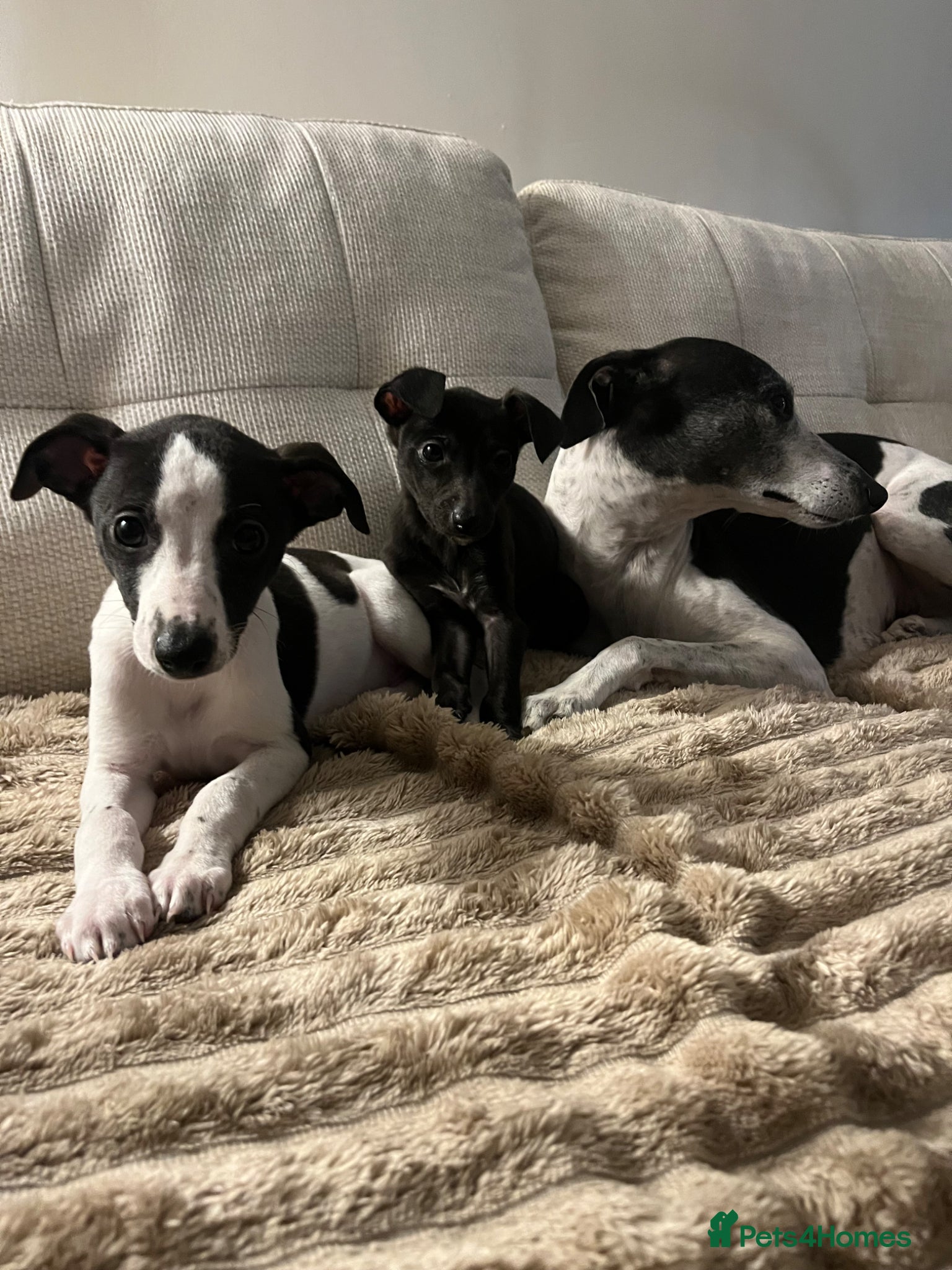 Whippet dogs   Ready now 1 boy  1 girl black  - Advert 7
