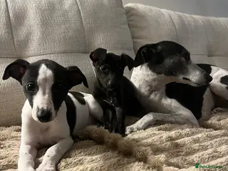 Whippet dogs Ready now 1 boy 1 girl black - Advert 7
