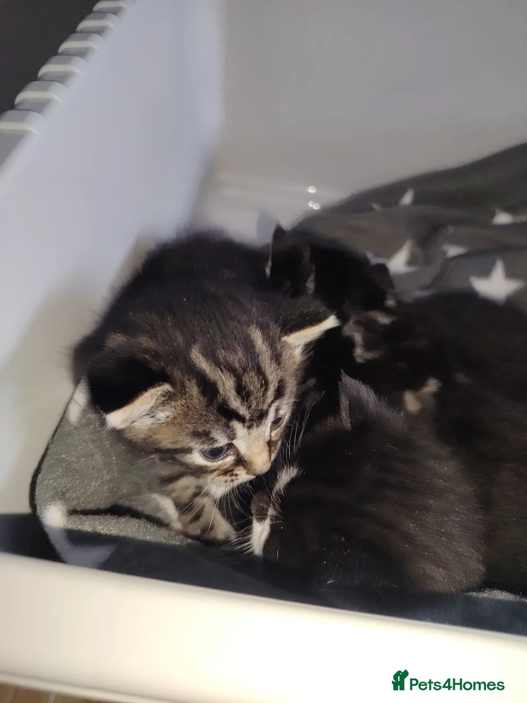 Mixed Breed cats for sale: 4 beautiful kittens ready to leave in a week  in Oldbury - Advert 5