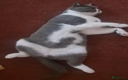 British Shorthair cats for sale: Male British Shorthair Cat - Image 4