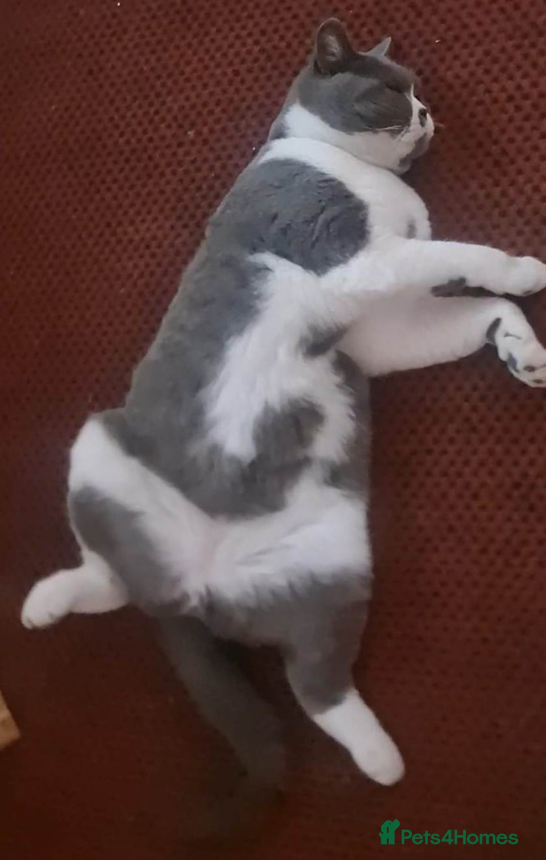 British Shorthair cats for sale: Male British Shorthair Cat - Image 4