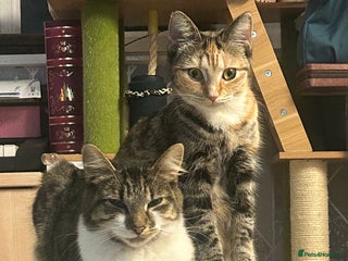 Ragdoll cats 2 female Cats available - Advert 17