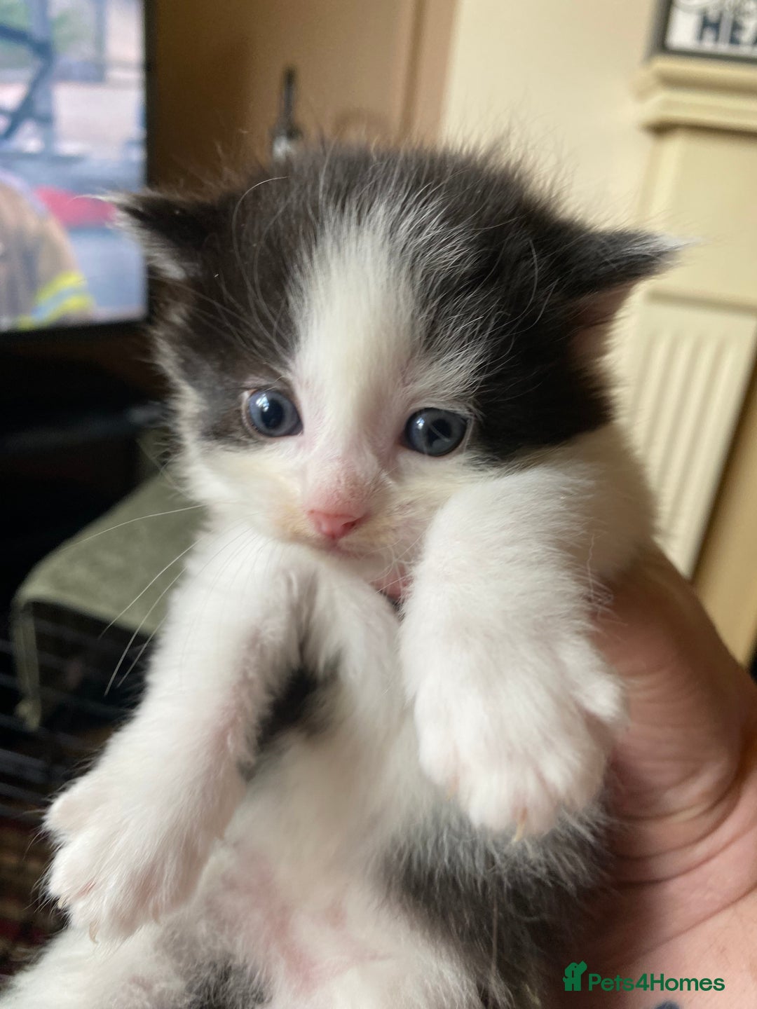 British Shorthair cats for sale: Mabel’s beautiful babies  - Image 18