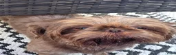 Shih Tzu dogs for stud: Kc reg shih tzu full DNA health tested - Advert 2