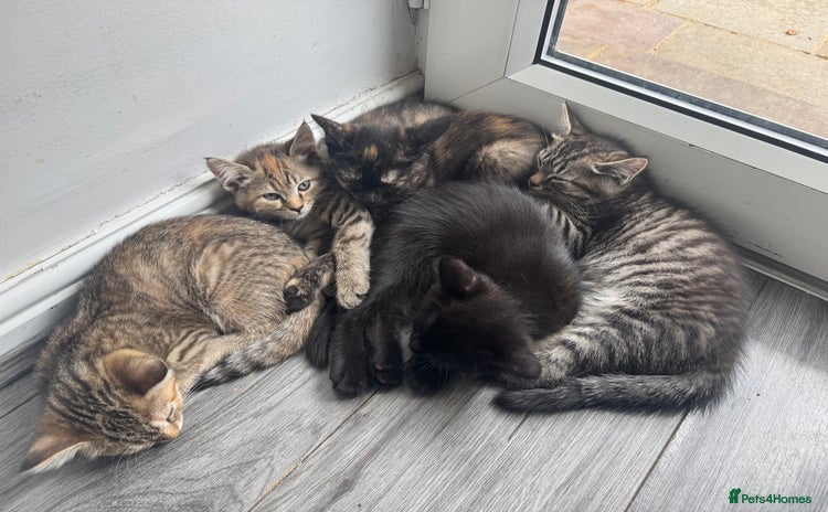 Mixed Breed cats - Advert 5