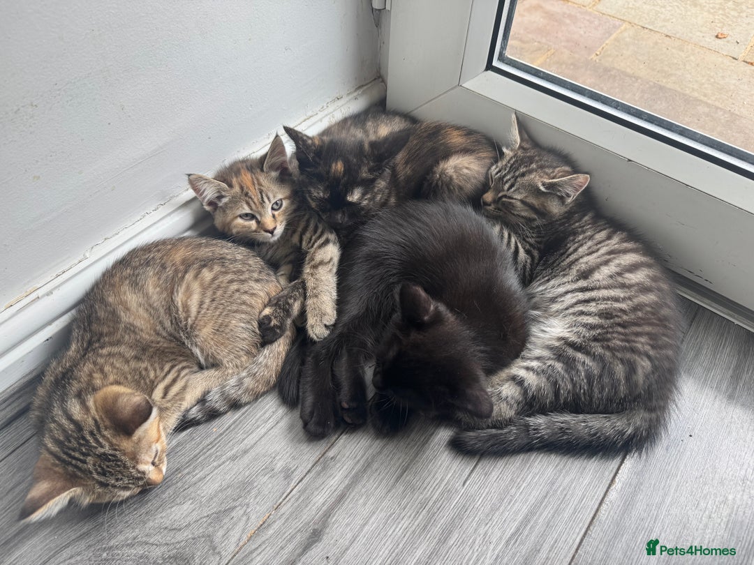 Mixed Breed cats for sale: Kittens  - Image 1