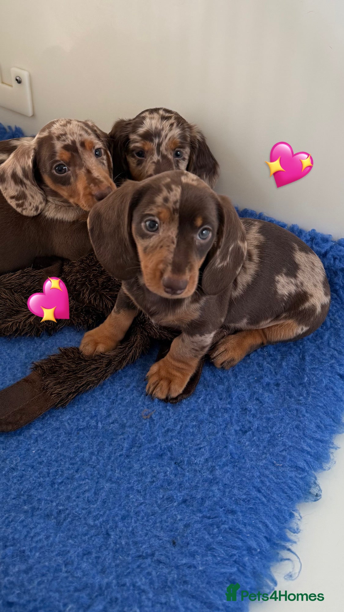 Miniature Dachshund dogs Quality miniature long hair & smooth hair puppy's - Advert 1
