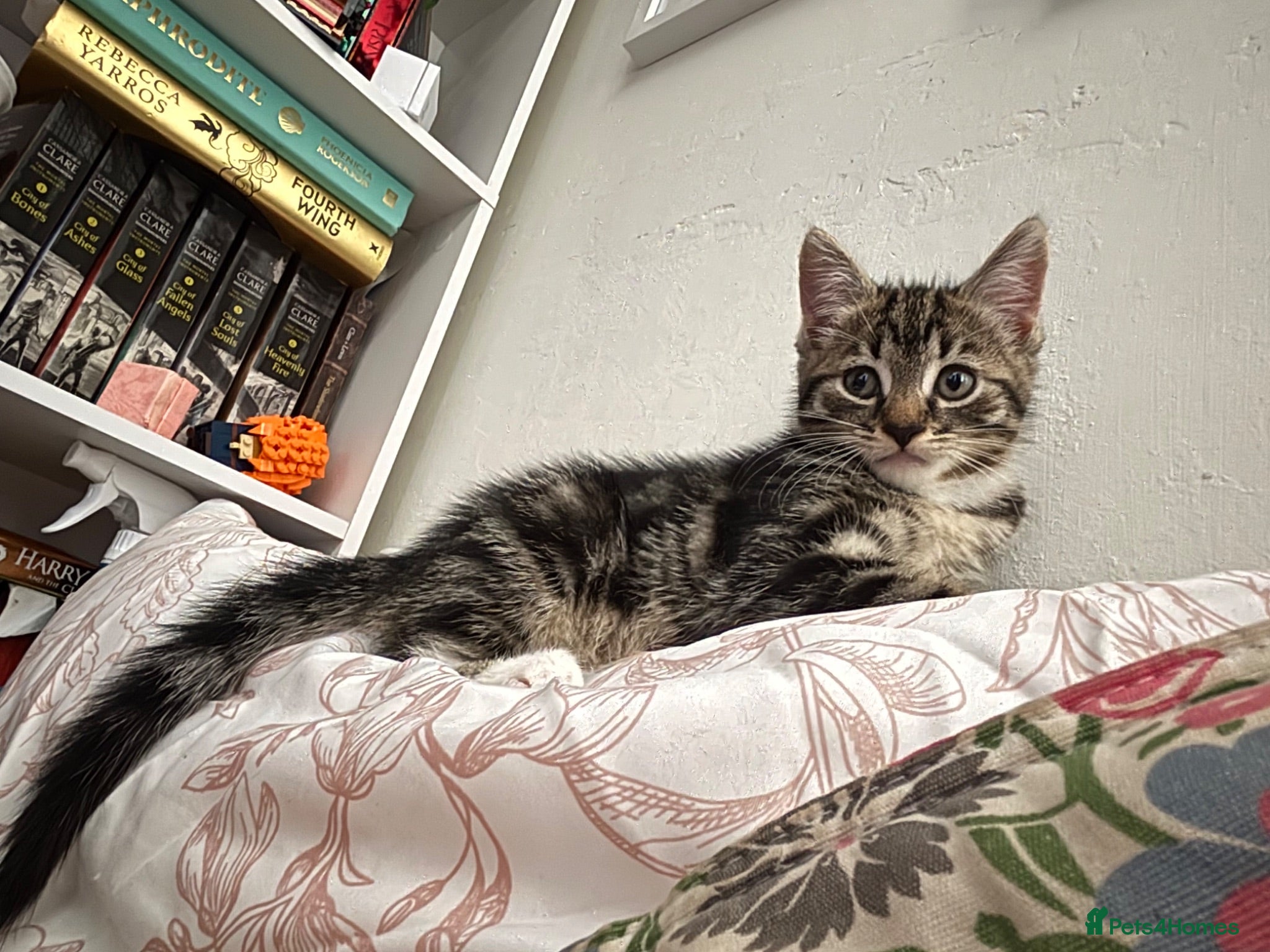 Mixed Breed cats Tabby Kitten  - Advert 4