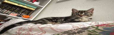 Tabby