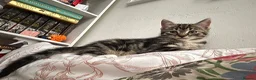 Mixed Breed cats for sale: Tabby Kitten  - Advert 1
