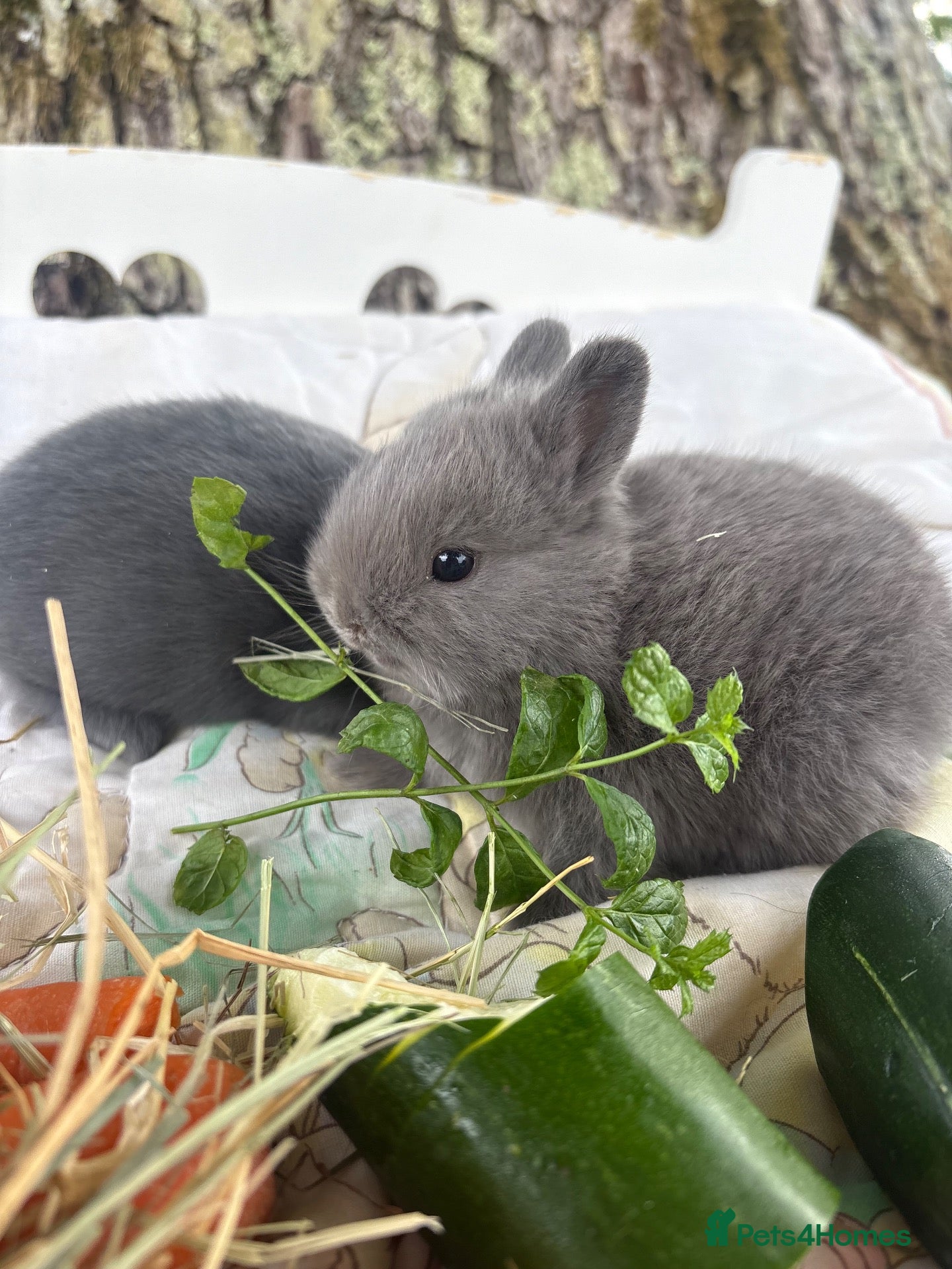 Netherland Dwarf rabbits Sweet blue Netherland Dwarf bunnies  - Advert 4