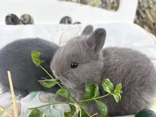 Netherland Dwarf rabbits Sweet blue Netherland Dwarf bunnies - Advert 4