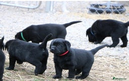 Labrador Retriever dogs for sale: Chunky Working Lab Puppies  - Image 10
