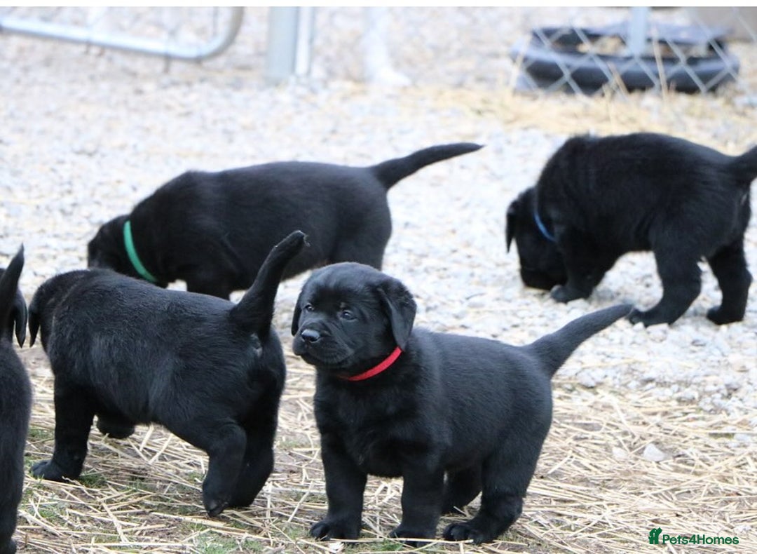 Labrador Retriever dogs for sale: Chunky Working Lab Puppies  - Image 10