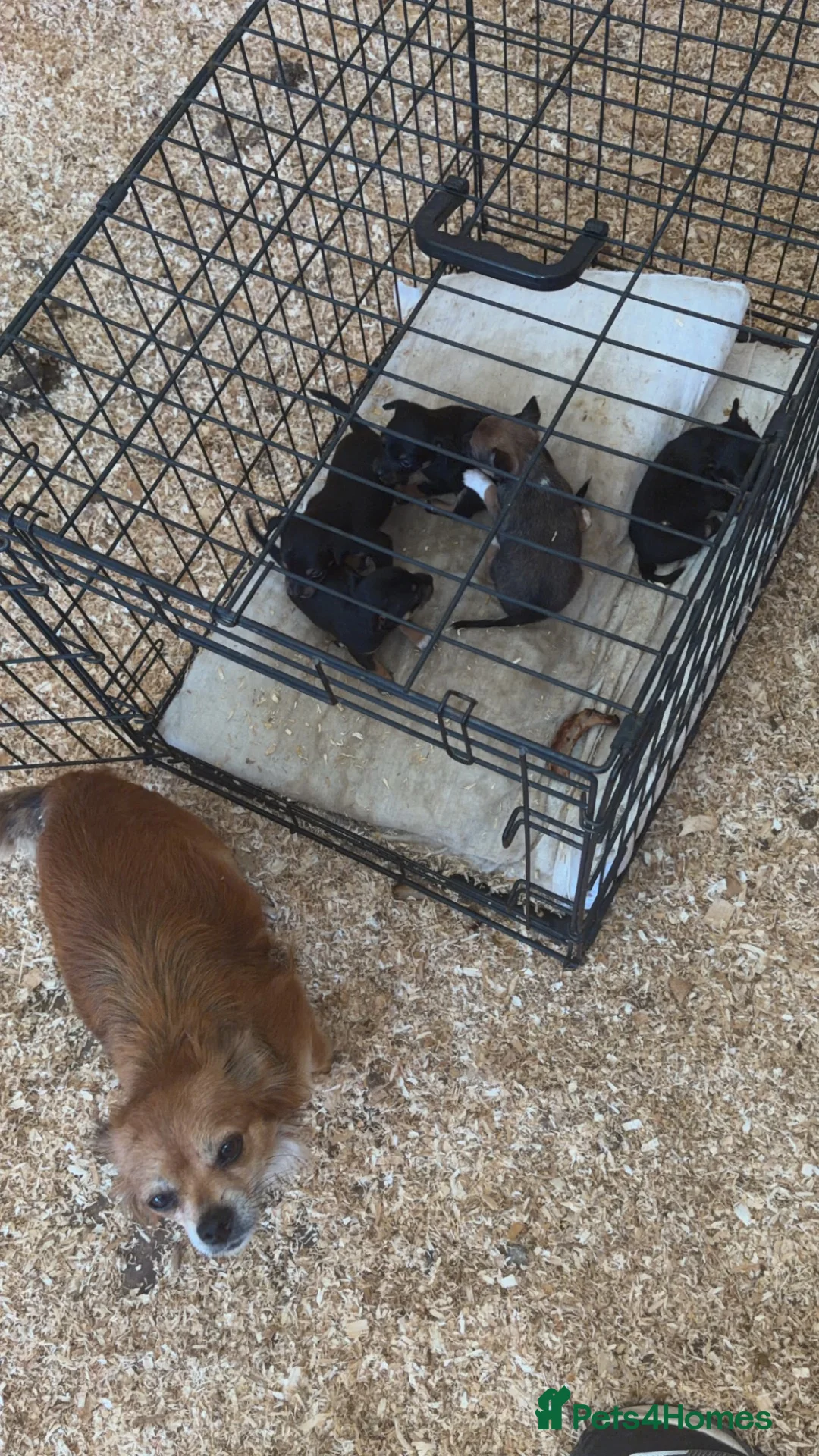 Chihuahua dogs for sale: Chihuahua pops for sale in Leighton Buzzard - Advert 13