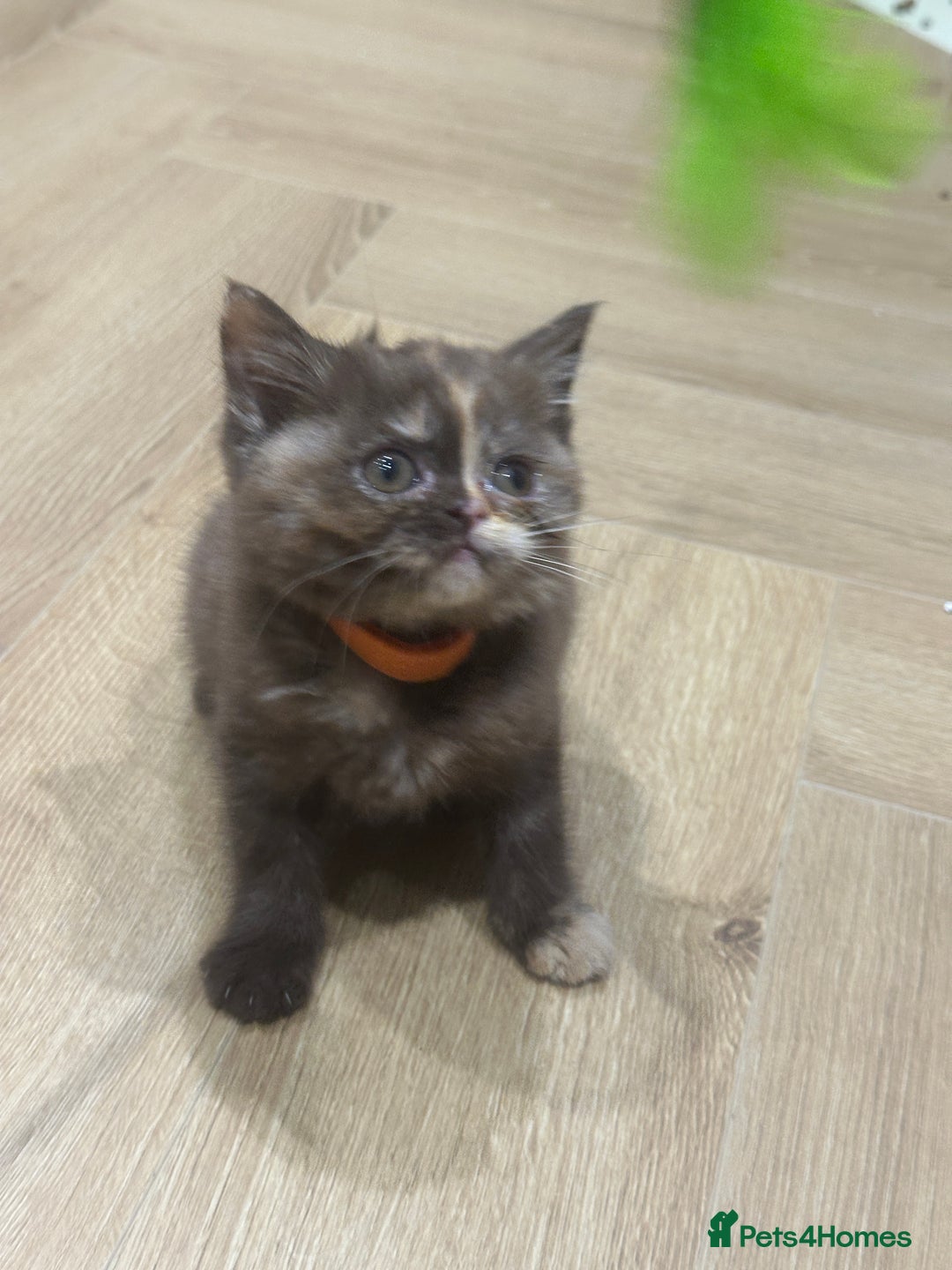 British Shorthair cats for sale: 😻LAST GORGEOUS TORTIE READY FOR NEW HOME😻🎀 - Advert 28