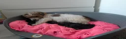 Jackapoo dogs for sale: Jackapoo Pupies  in Walsall - Advert 8