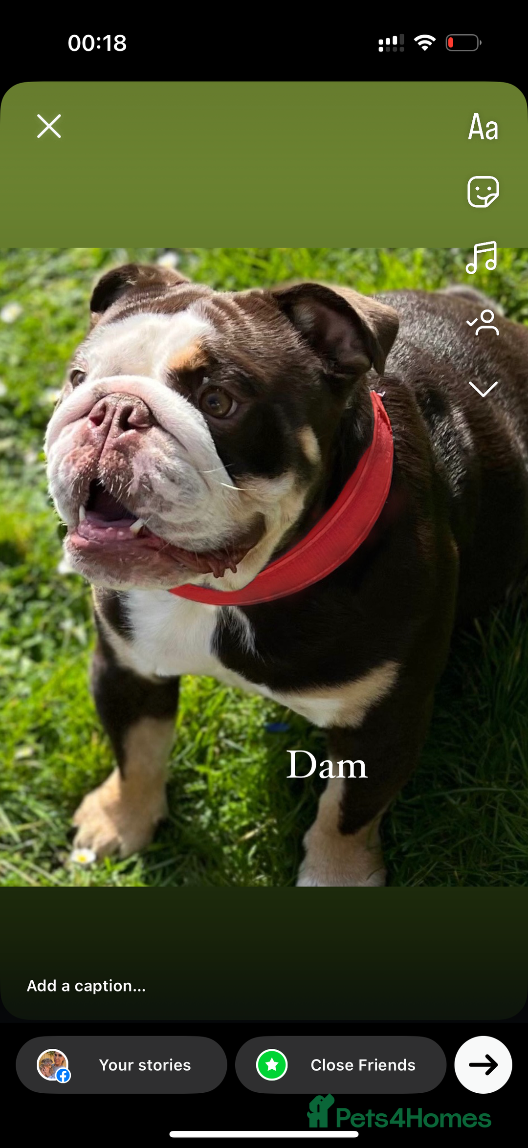 English Bulldog dogs for sale: 2 outstanding English Bulldog Pups 🩷  - Image 23