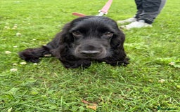Cocker Spaniel dogs for sale: Stunning KC all black show cocker puppy - Image 2