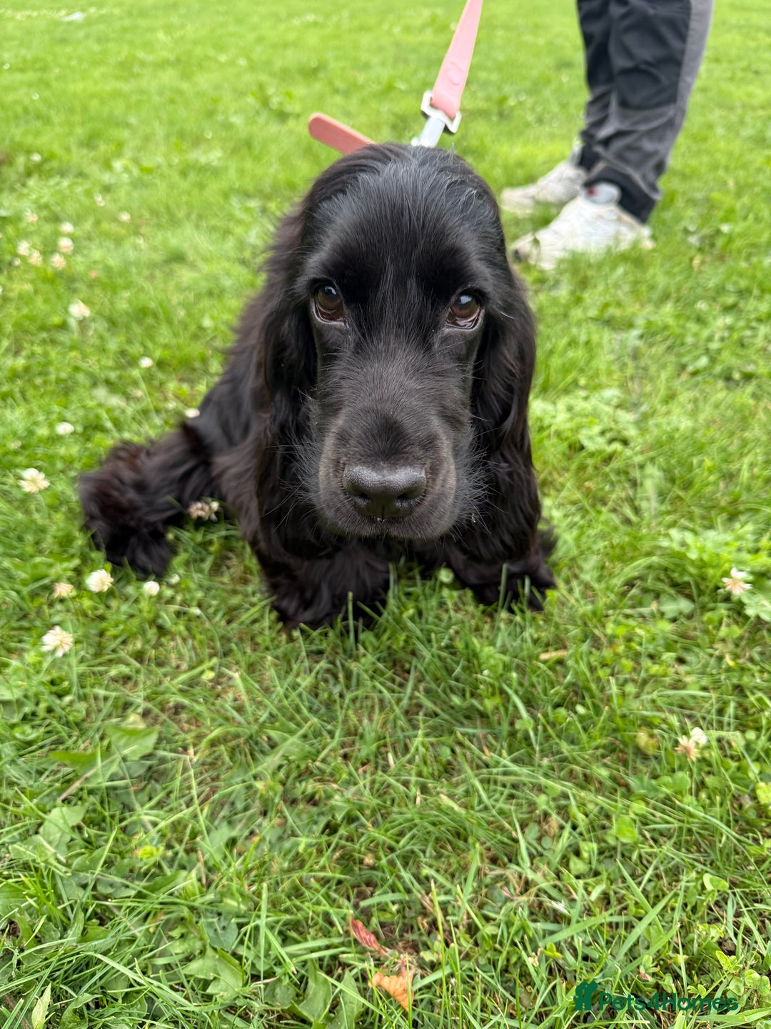 Cocker Spaniel dogs for sale: Stunning KC all black show cocker puppy - Image 2