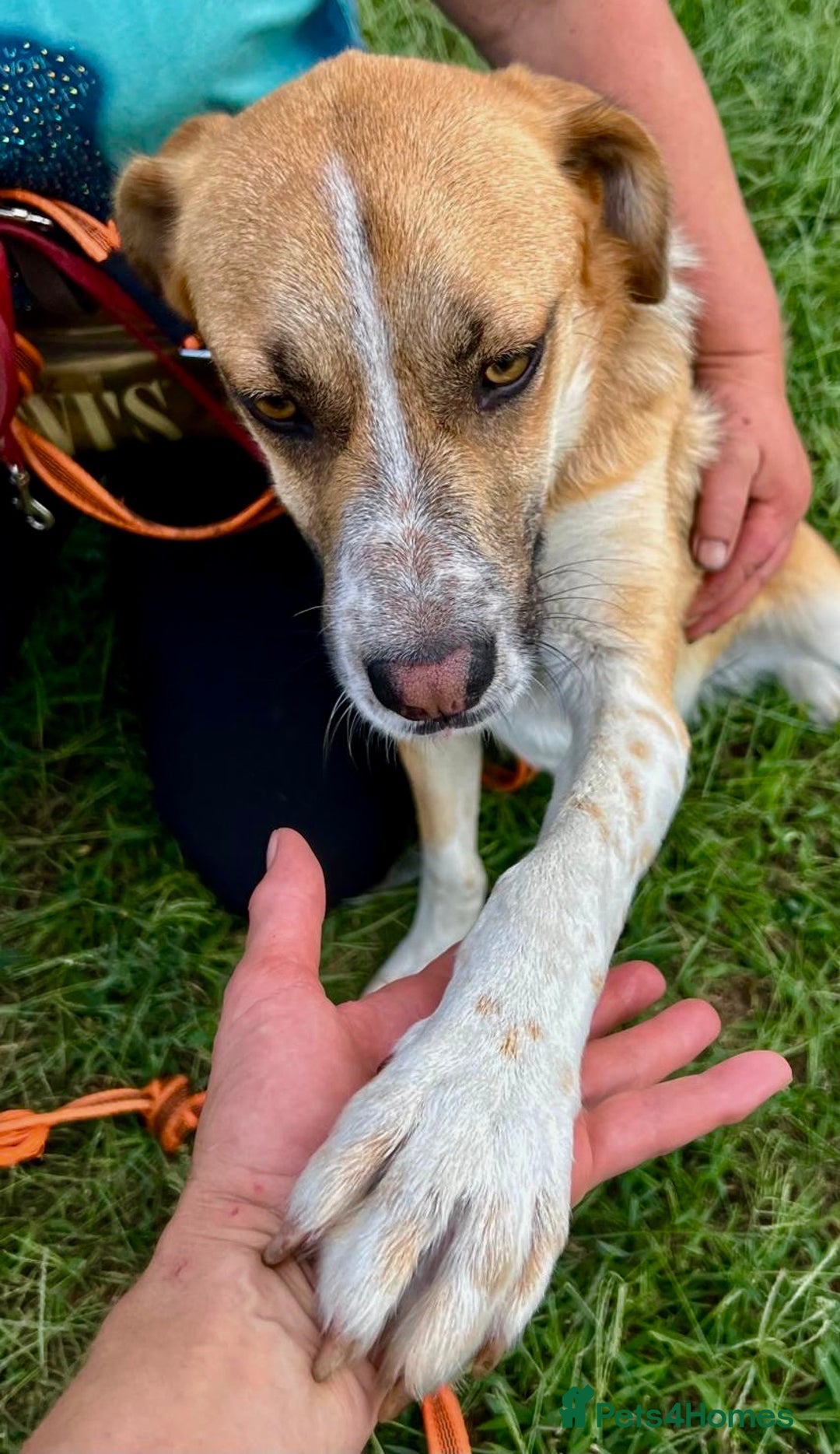 German Shepherd dogs for adoption: Bentley’s Story: From Chains to Freedom - Image 5