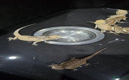 Bearded Dragon reptiles for sale: Baby bearded dragons - Image 14