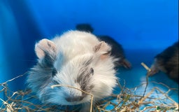 Guinea Pig rodents for sale: Baby guineas boys and girls available  - Image 6