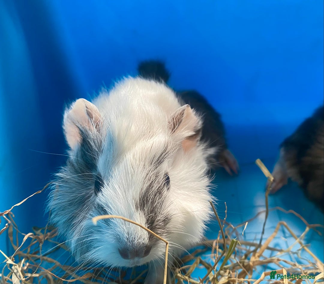 Guinea Pig rodents for sale: Baby guineas boys and girls available  - Image 6