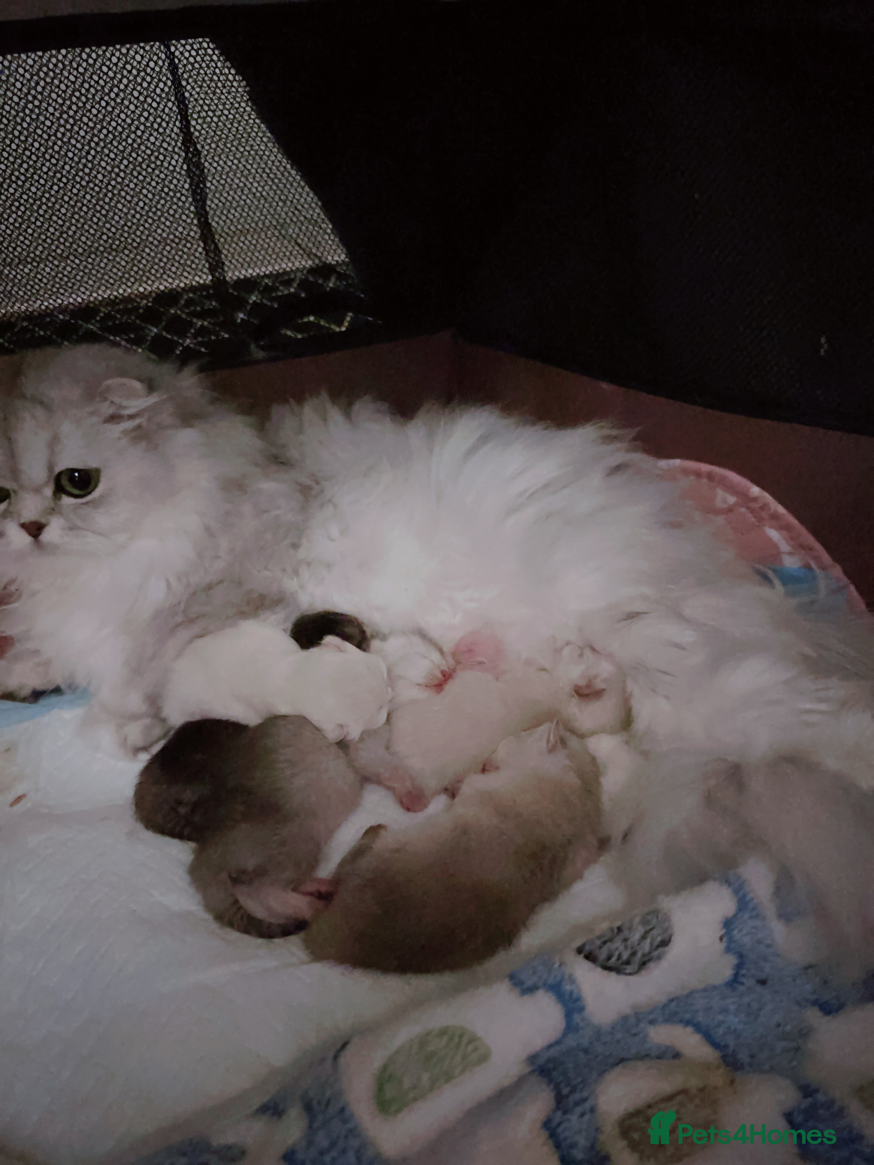 Scottish Fold cats Stunning Scottish Fold & Scottish Straight Kittens - Advert 1