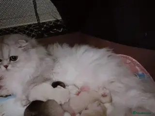 Scottish Fold cats Stunning Scottish Fold & Scottish Straight Kittens - Advert 1