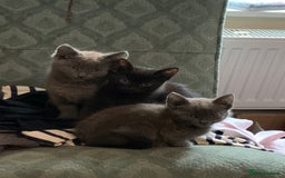 Mixed Breed cats for sale: Gorgeous Kittens Available Now 3 Of them  - Image 1