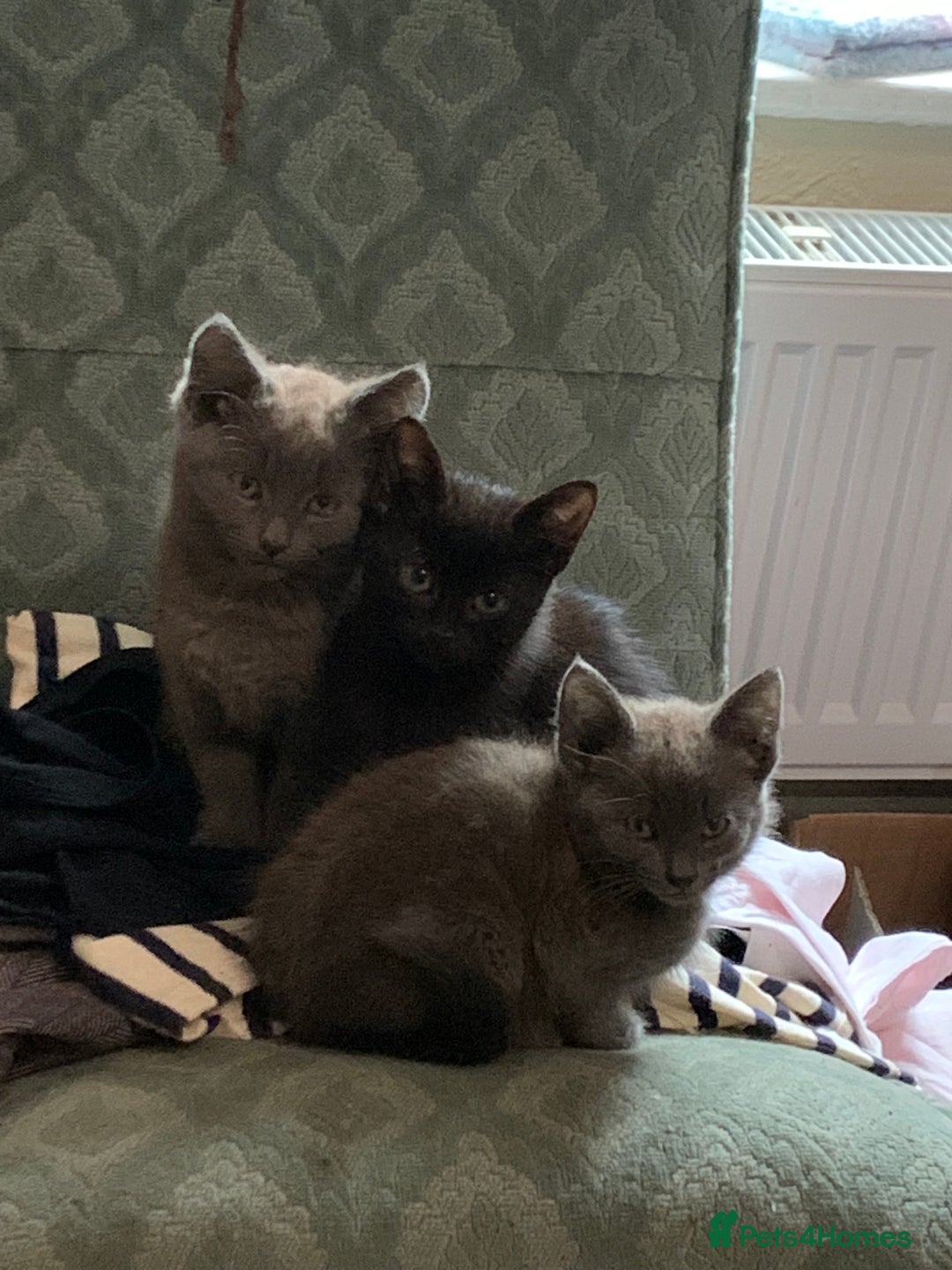 Mixed Breed cats for sale: Gorgeous Kittens Available Now 3 Of them  - Image 1