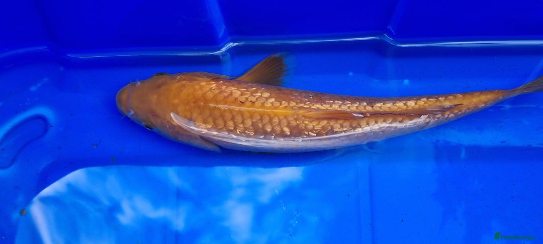 Koi Carp fish for sale: 8 to 10 inch Koi Carp mix pond fish in Chorley  - Image 6