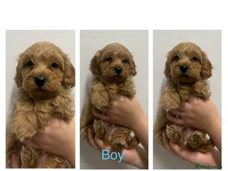 Maltipoo dogs Toy Maltipoo Puppies - Advert 4