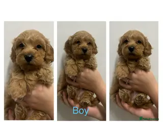 Maltipoo dogs 1x Apricot/White girl & 1x Red Boy left! - Advert 14
