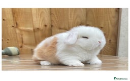 Mini Lop rabbits for sale: Beautiful mini lops for sale  in Nottingham - Image 3