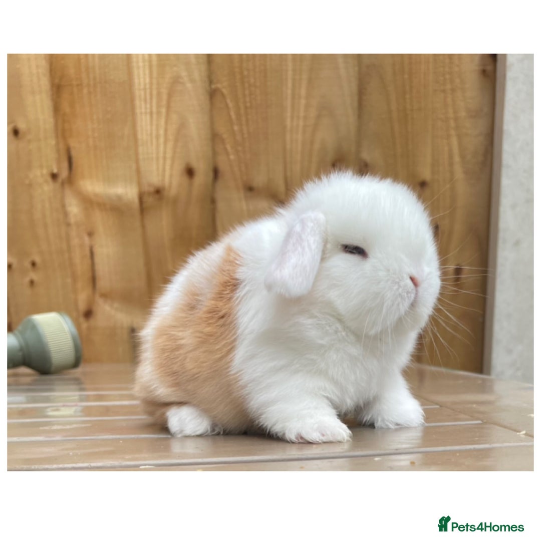 Mini Lop rabbits for sale: Beautiful mini lops for sale  in Nottingham - Image 3
