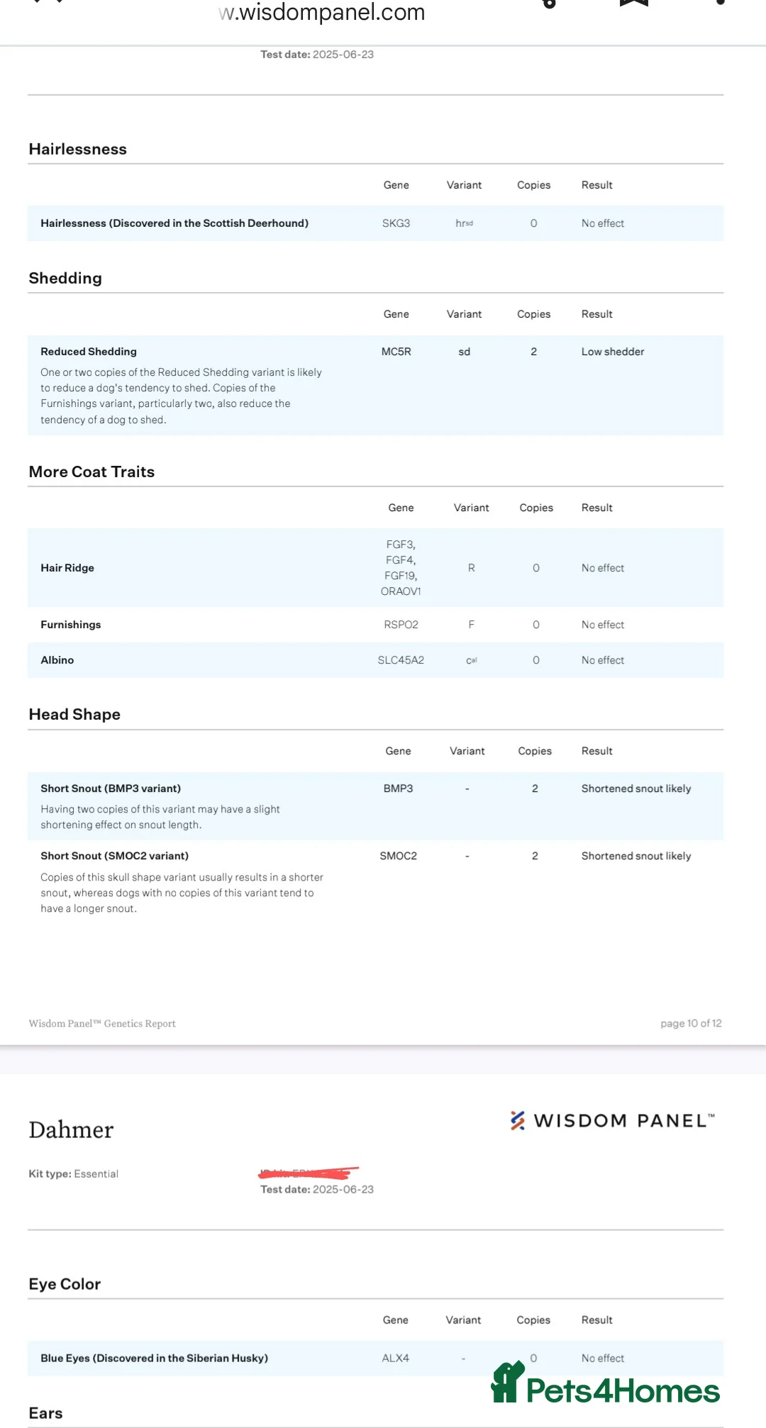 English Bulldog dogs for stud: Dahmer for stud - Advert 22