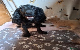 Cockapoo dogs for sale: Beautiful Cockapoo Puppies For Sale  - Image 13